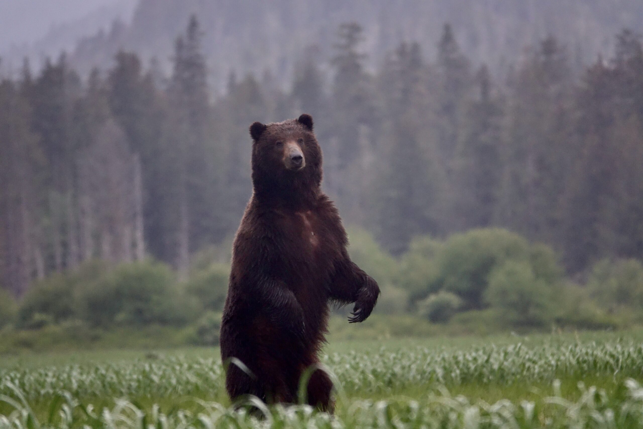 一只阿拉斯加棕熊用后腿站在森林附近的一片开阔的草地上。
