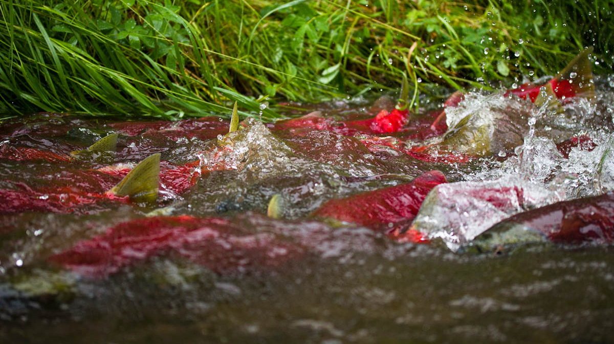 一群红背绿鳍的鱼在浅水中飞溅。