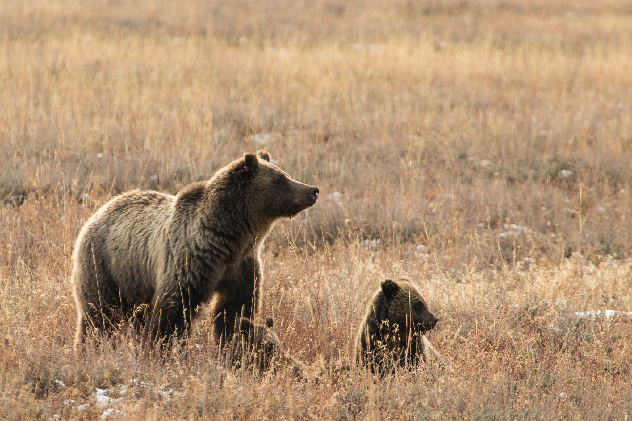 一只母灰熊带着幼崽