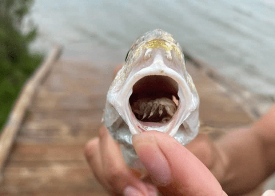 这种吃舌头的寄生虫是生活在德克萨斯州水域最令人毛骨悚然的生物之一