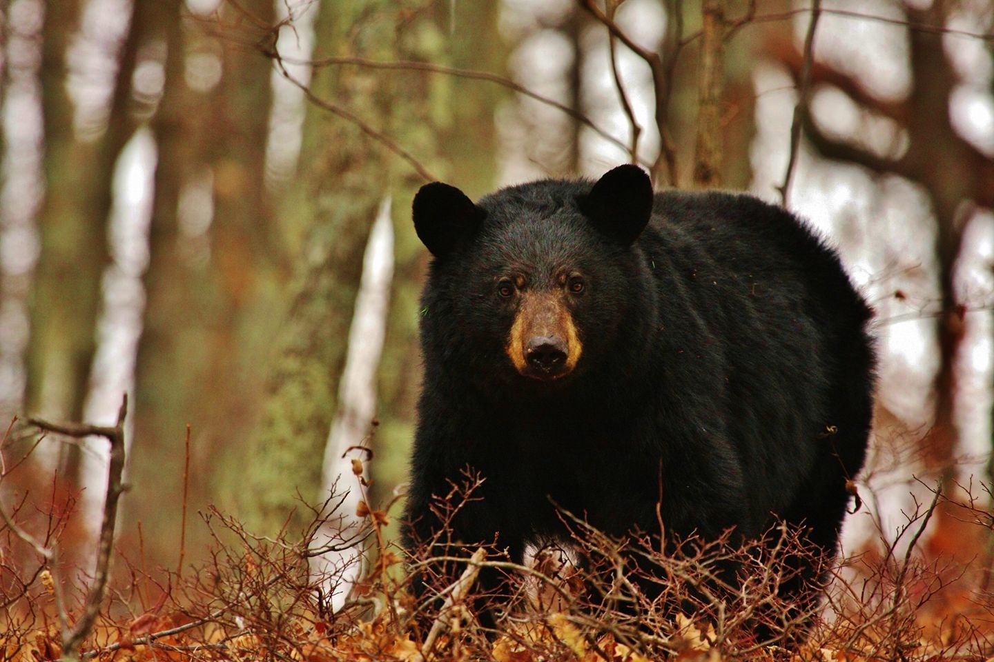 近年来，密苏里州黑熊的数量激增至可捕猎的数量。