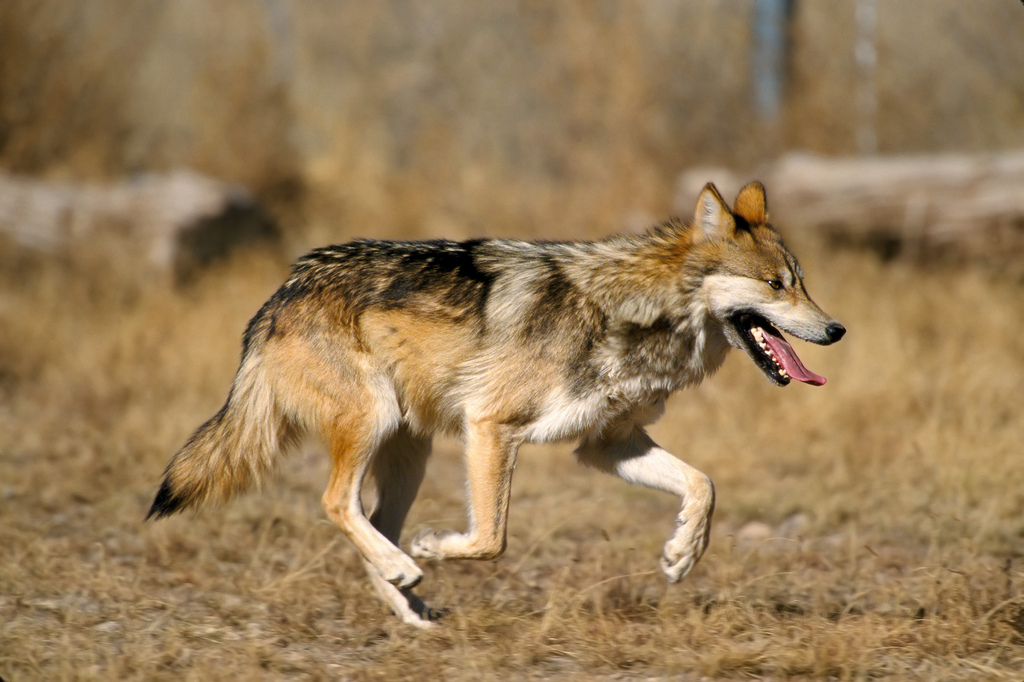 与大多数濒危物种一样，联邦政府对墨西哥灰狼的管理是一个有争议的话题