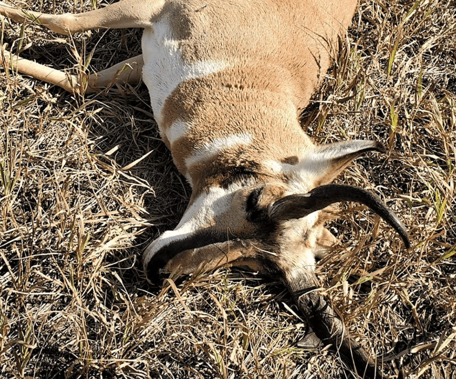 死亡的叉角羚只是三名州外偷猎者杀害的动物之一