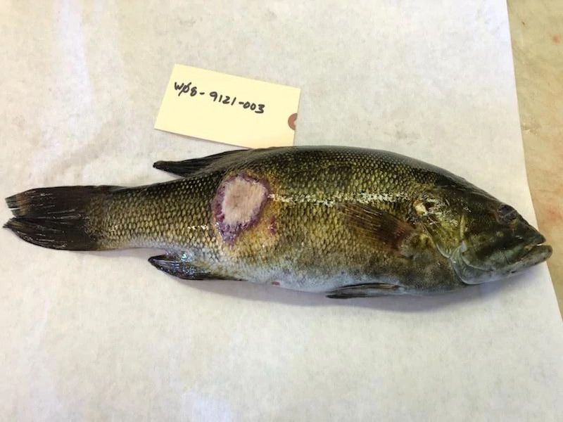 一种小嘴鲈鱼带有大嘴鲈鱼病毒的证据。