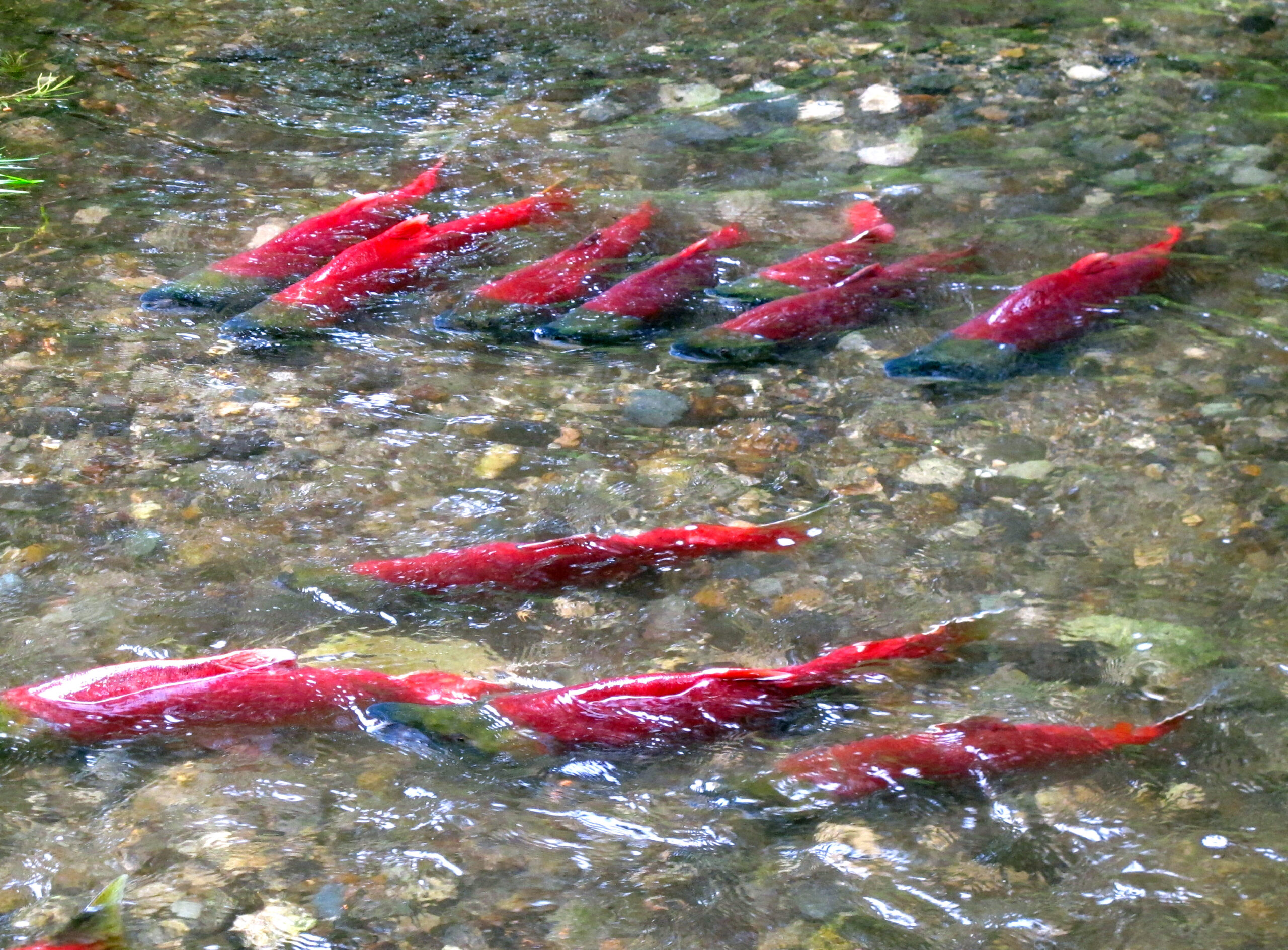 每年，有数百万红袜眼鱼返回布里斯托尔湾(Bristol Bay)的源头，这是一个被称为卵石矿(Pebble mine)的露天金矿和铜矿的拟议所在地